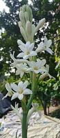 tuberose flowers on nature background photo