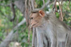 An Indian monkey photo