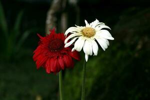 gerbera flor en rojo y blanco foto