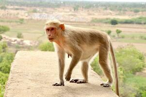 An Indian monkey walking photo