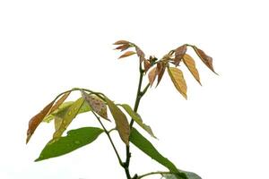 Water droplets on the plant leaves photo