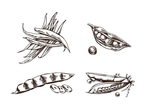 A hand-drawn set of green peas and string beans  in sketch style. Vector  vegetables. Vintage doodle illustration. Sketch for cafe menus and labels. The engraved image. Harvesting.