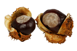 Chestnuts in shells without background. Chestnut. png