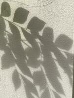 Leaves shadow background on concrete wall texture, leaves tree branches shade with sunlight photo