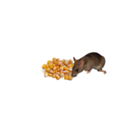campo moscas ratón con maíz png
