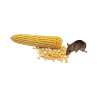 Field flies mouse with corn png