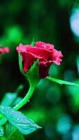 cerca arriba, hermosa rojo Rosa en el jardín, vertical vídeo video