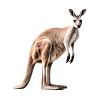 Red kangaroo Generative Ai png