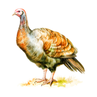 turkey bird Generative Ai png