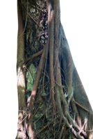 exotic roots of tree isolated png