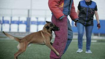 Belgian shepherd attacks trainer in protective suit, attack training video