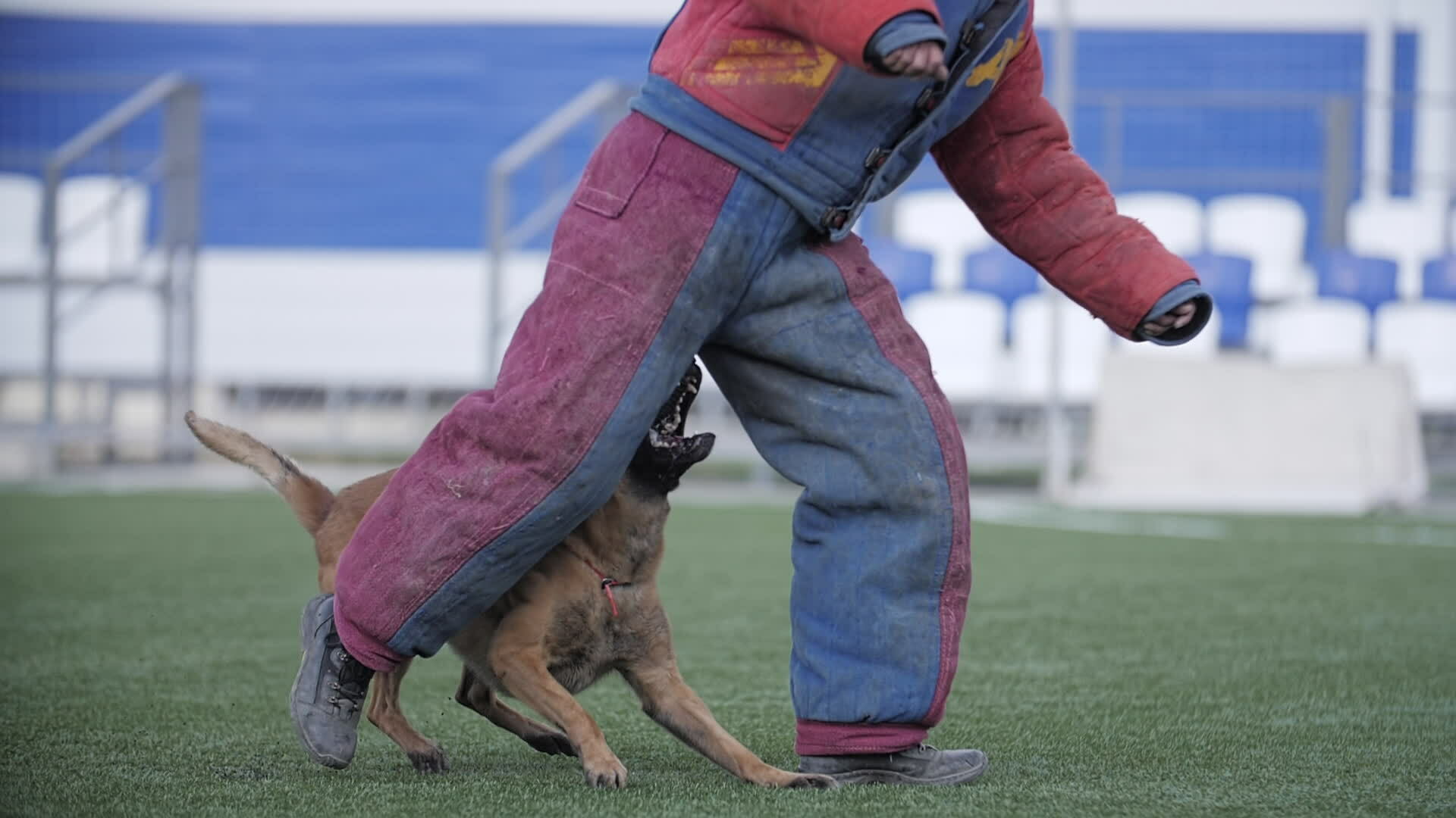 Dog Biting Stock Video Footage for Free Download