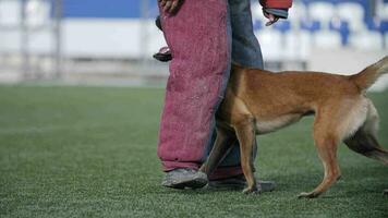 perro trabajos en un equipo con sus entrenador, ejecución de el mando a seguir video