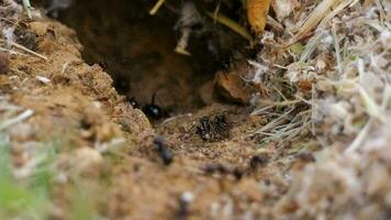 une colonie de fourmis actif dans de face de le fourmilière video