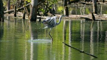 gray heron flying over the marsh and landing on a wooden stump in the water video