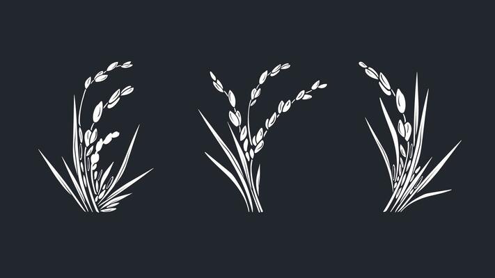 Rice plant. Graphic set. Vector white grais, bunch