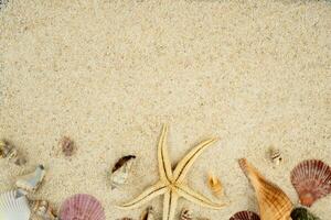 beach sand with seashells and star copy space photo