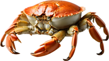 bleu crabe, Roi crabe, neige crabe, ai génératif png