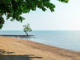 Sea beach background image, sandy beach with tropical decorated branches in summer concept. photo