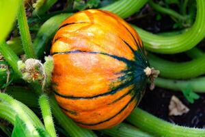 variety of trunk squash in the garden photo