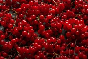 Background of fresh red berries of viburnum photo