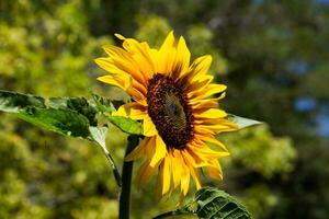 yellow sunflower flowers on the plant photo