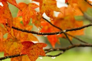 rojo y naranja hojas de el liquidámbar debajo el otoño lluvia foto