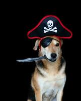 Dog with pirate hat and patch holding a knife with his mouth photo