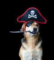 Dog with pirate hat and patch holding a knife with his mouth photo