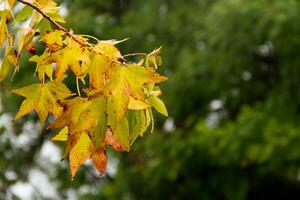 rojo y naranja hojas de el liquidámbar debajo el otoño lluvia foto