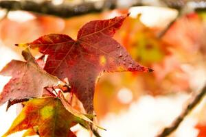 red and orange leaves of the liquidambar under the autumn rain photo