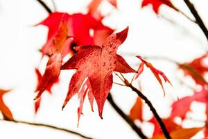 rojo y naranja hojas de el liquidámbar debajo el otoño lluvia foto