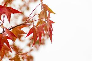 red and orange leaves of the liquidambar under the autumn rain photo