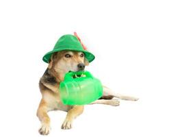 portrait of a mongrel dog with a bavarian hat and a mug of beer photo