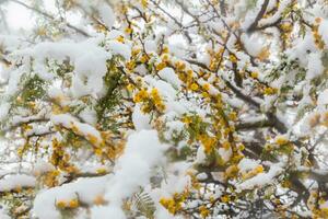branch of Vachellia caven shrub with yellow flowers covered by snow photo