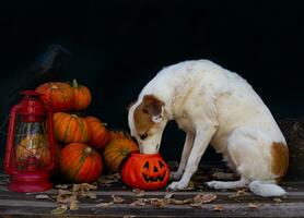 Portrait of a dog next to a halloween pumpkin photo