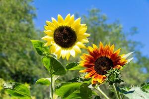 yellow and red sunflowers on the plant photo