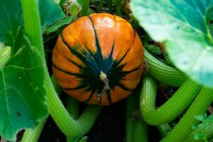 variety of trunk squash in the garden photo