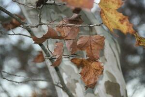 otoño hojas en lluvia agua foto