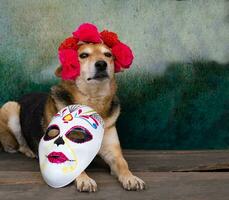 Dog with flower crown and calaca for the day of the dead photo