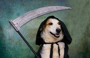 Dog dressed in black cape with hood and scythe photo