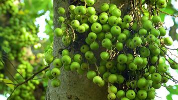 Figs on the branch of a fig tree, A fig tree with luscious figs hanging from its branches photo