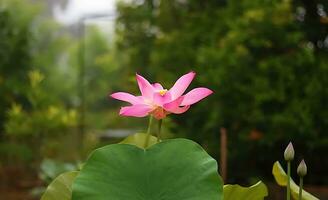 hermosa loto flor imágenes el mejor loto flor imágenes foto