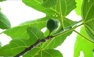 Figs on the branch of a fig tree, A fig tree with luscious figs hanging from its branches photo