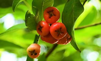 Fresh Red Java Apples Growing in The Tropical Garden, Farm fresh Java Apples photo