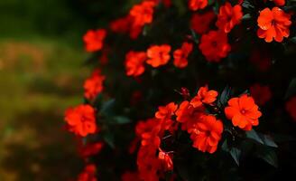 Many kind of jungle flowers, Various types of Rainforest flowers, including heliconias and passion flower. photo