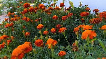 Many kind of jungle flowers, Various types of Rainforest flowers, including heliconias and passion flower. photo