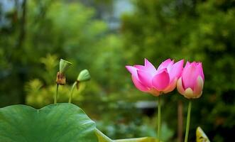 Beautiful lotus flower pictures the best lotus flower images. photo