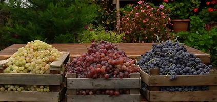 Bunch of different types of fresh grapes photo