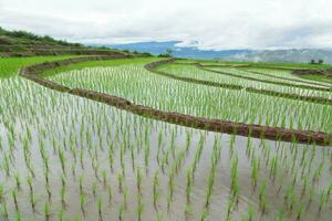 campo de arroz en terrazas verdes foto